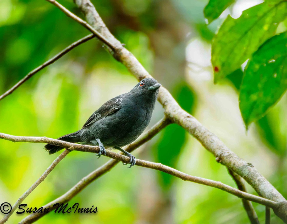 White-shouldered Antshrike - ML623851245