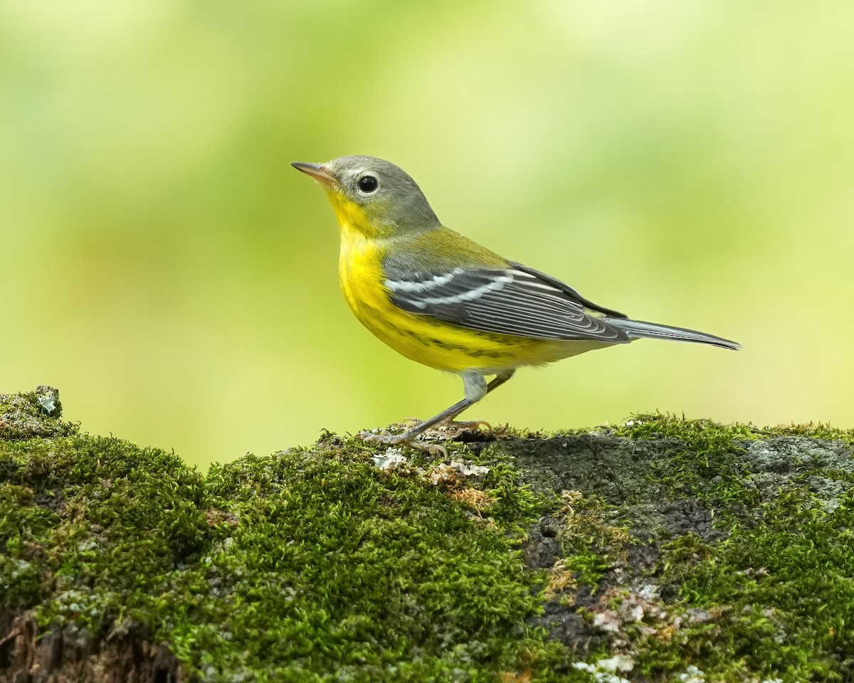 Magnolia Warbler - ML623851355