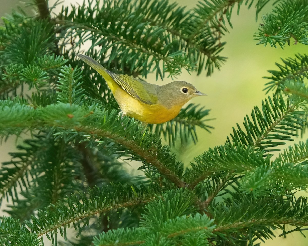 Nashville Warbler - ML623851359