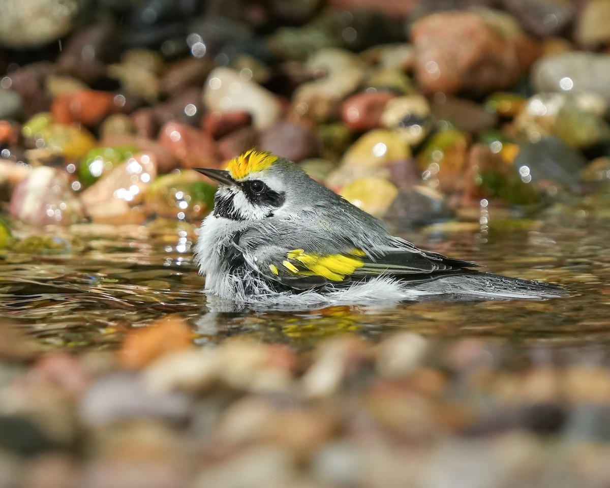 Golden-winged Warbler - ML623851364