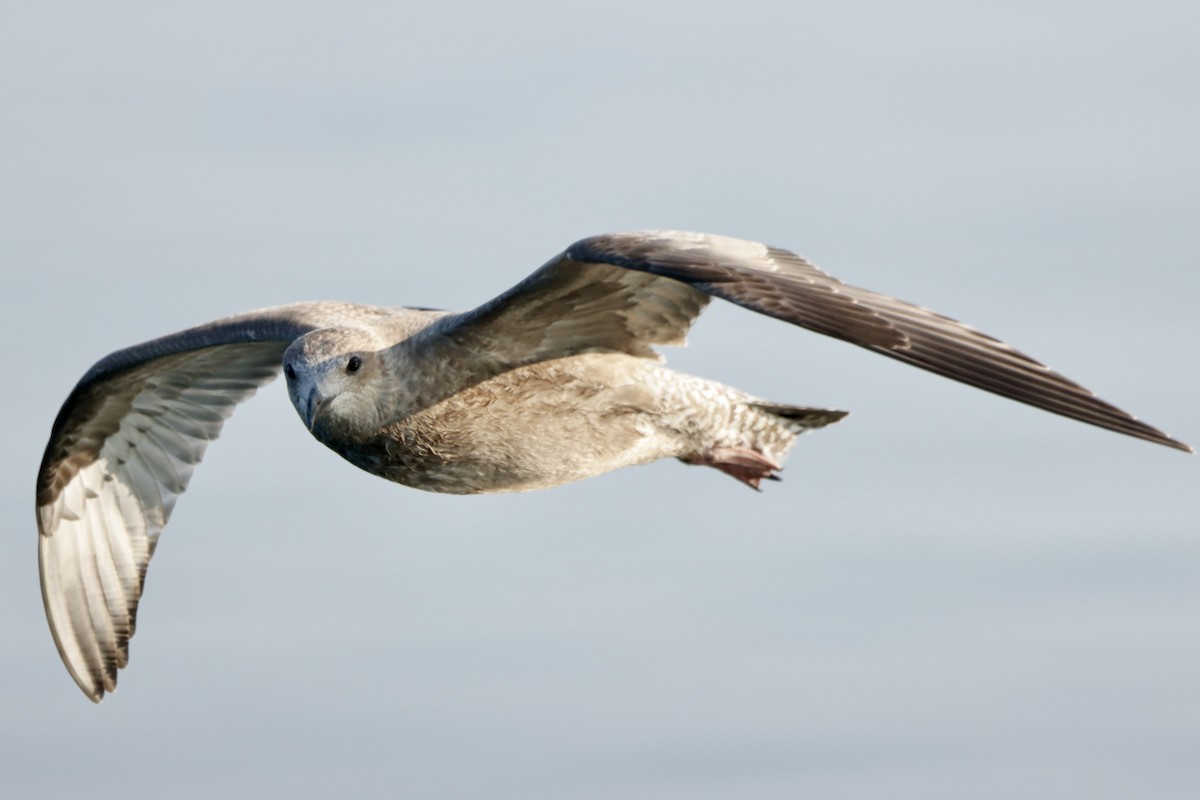 Gaviota Argéntea Americana - ML623851391