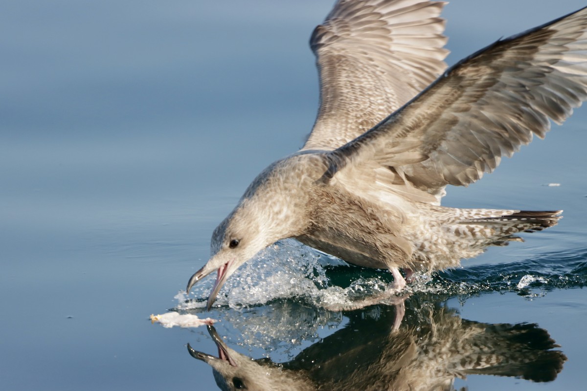 Gaviota Argéntea Americana - ML623851392