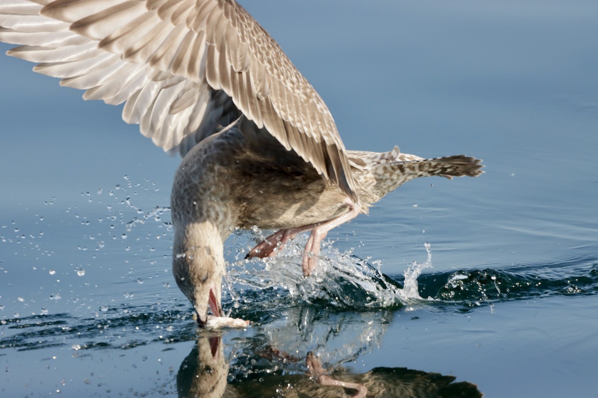 Gaviota Argéntea Americana - ML623851393