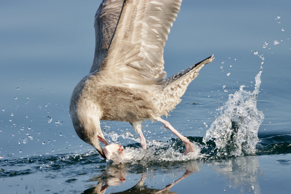 Gaviota Argéntea Americana - ML623851394