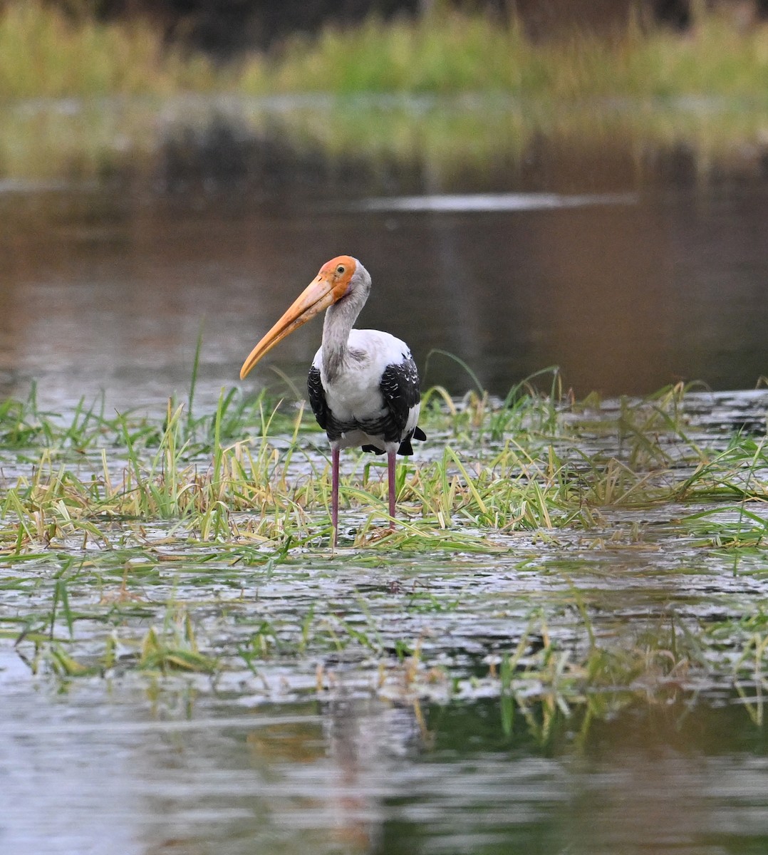 Painted Stork - ML623851452