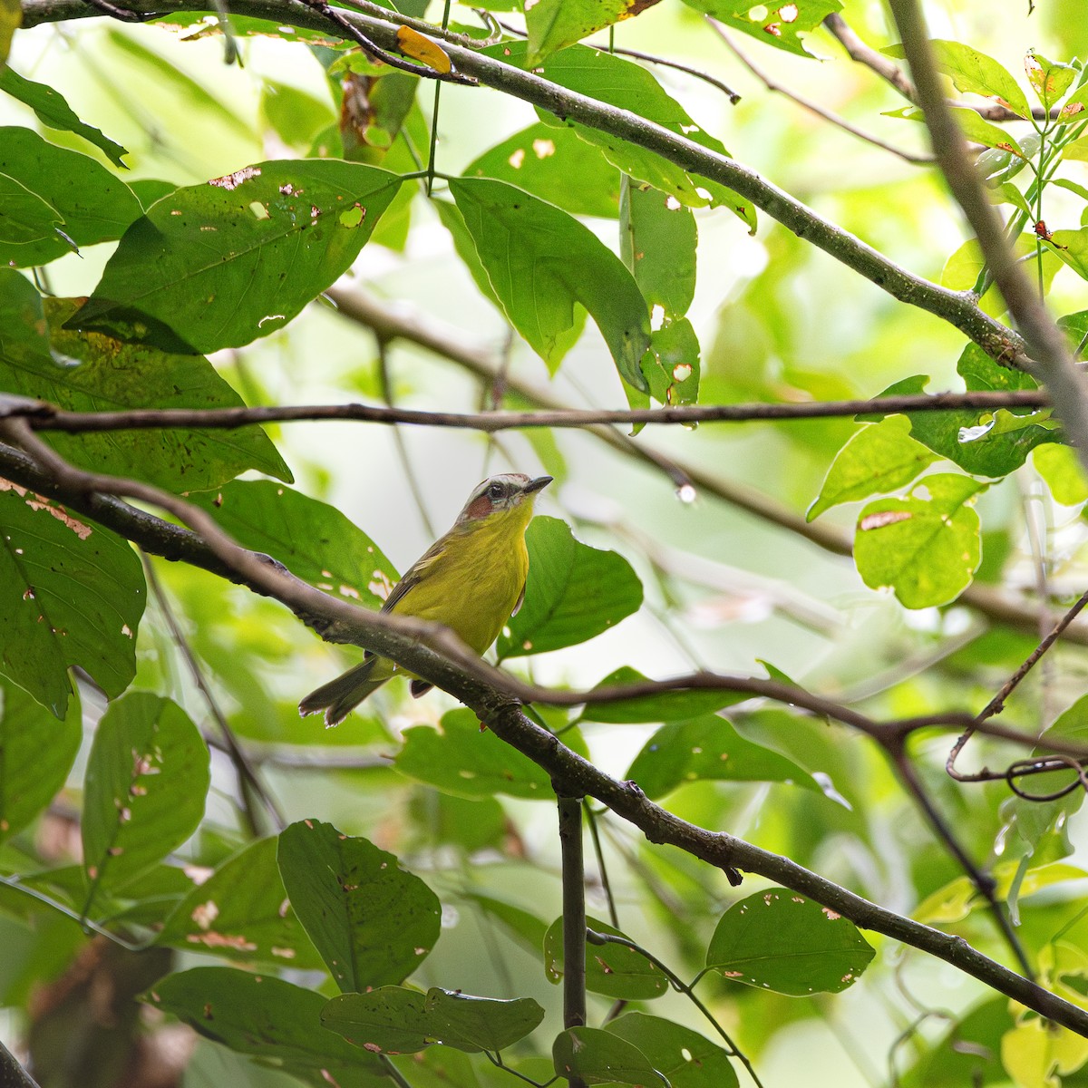 Chestnut-capped Warbler - ML623851494