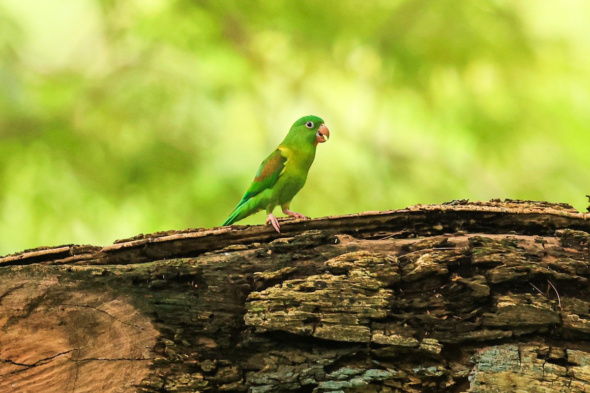 Orange-chinned Parakeet - ML623851521