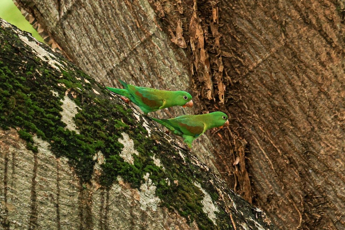 Orange-chinned Parakeet - ML623851523