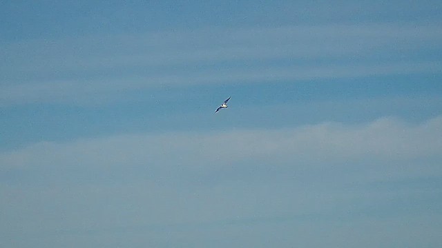 Sabine's Gull - ML623851526