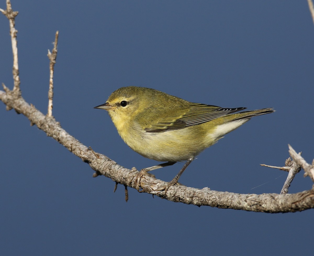 Tennessee Warbler - Jimmy Enfru