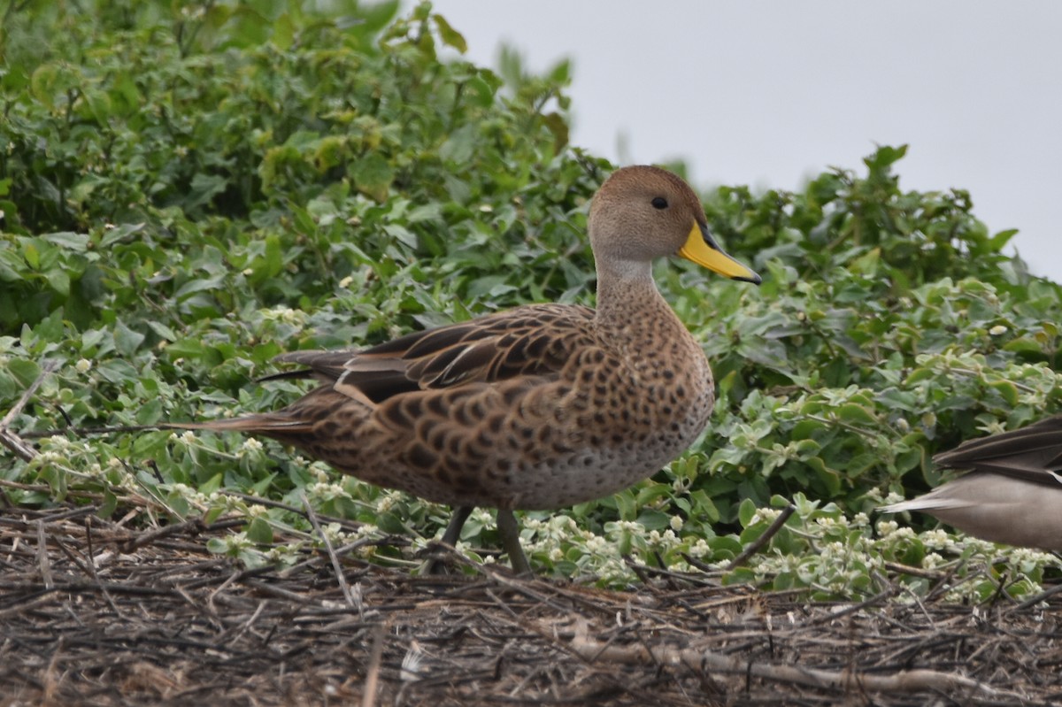 Yellow-billed Pintail - ML623851547