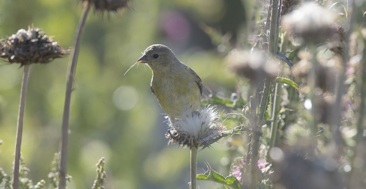 Lesser Goldfinch - ML623851570