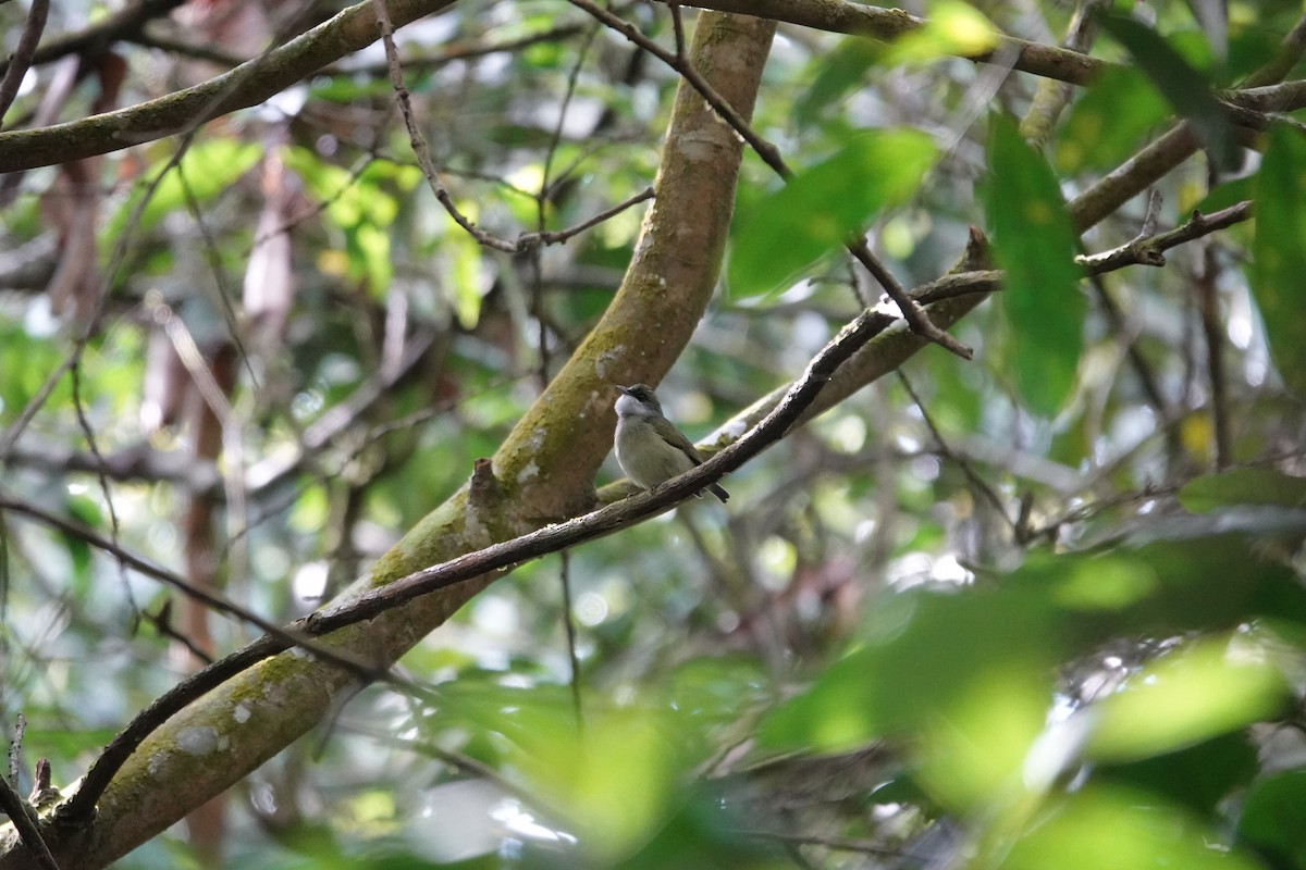 White-bibbed Manakin - ML623851585