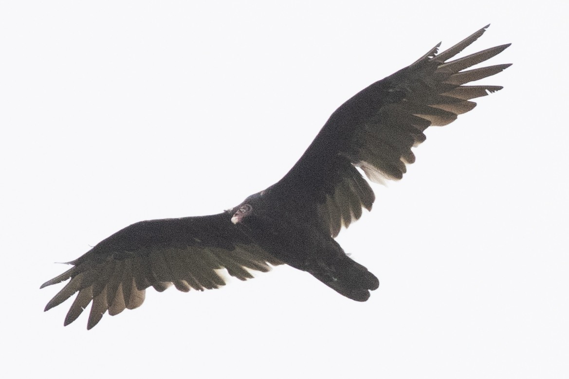 Turkey Vulture - ML623851598