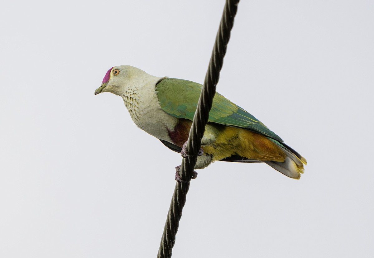 Crimson-crowned Fruit-Dove - ML623851616