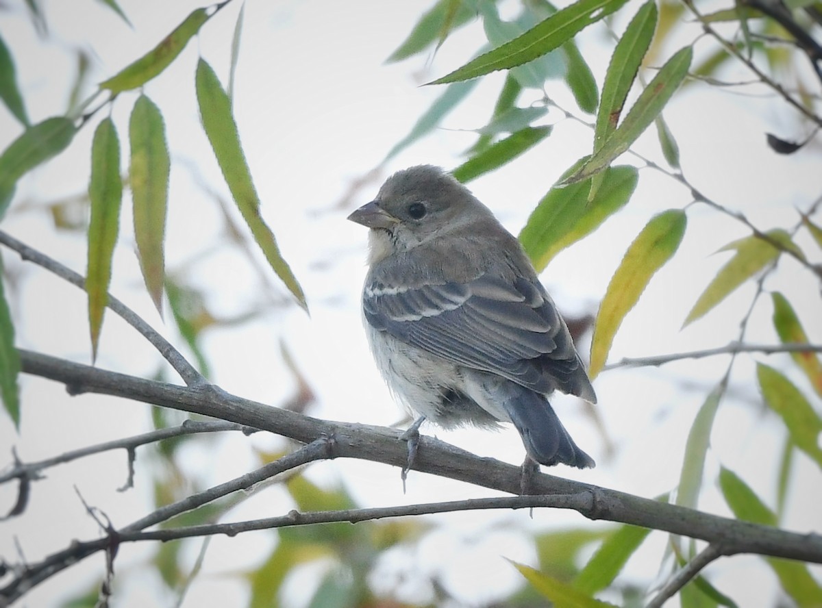 Lazuli Bunting - ML623851620