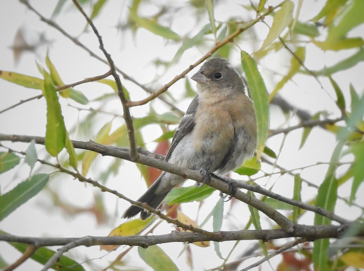 Lazuli Bunting - ML623851621