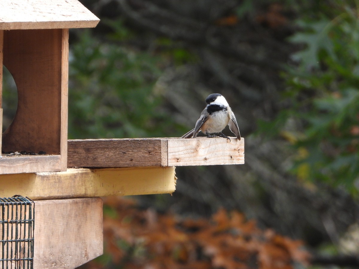 Black-capped Chickadee - ML623851632