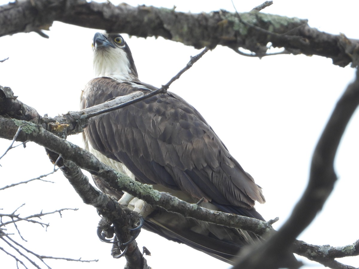 Osprey - joe sweeney