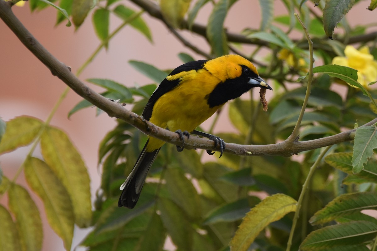 White-edged Oriole - ML623851656