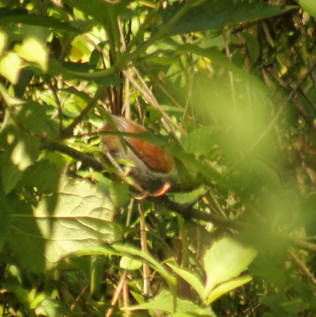 Gray-bellied Spinetail - ML623851745