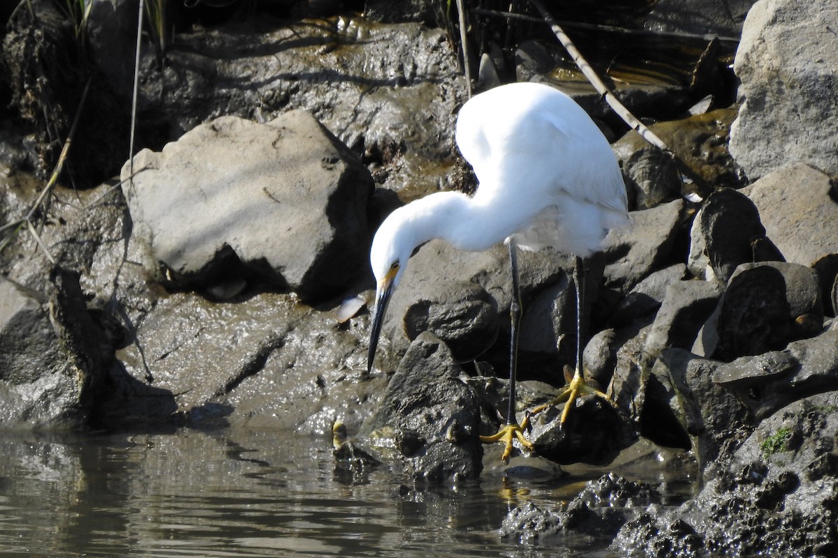 Aigrette neigeuse - ML623851773