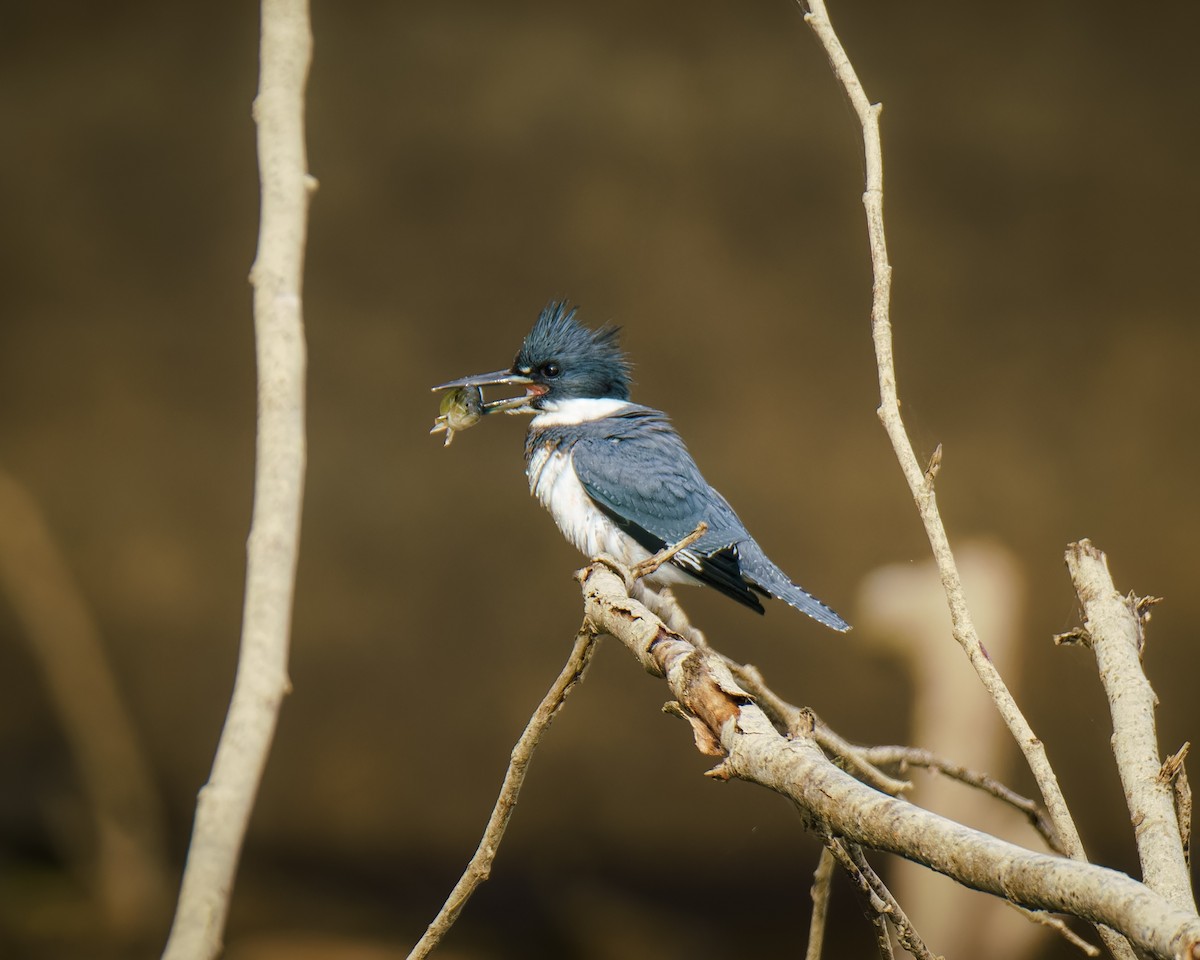 Belted Kingfisher - ML623851779