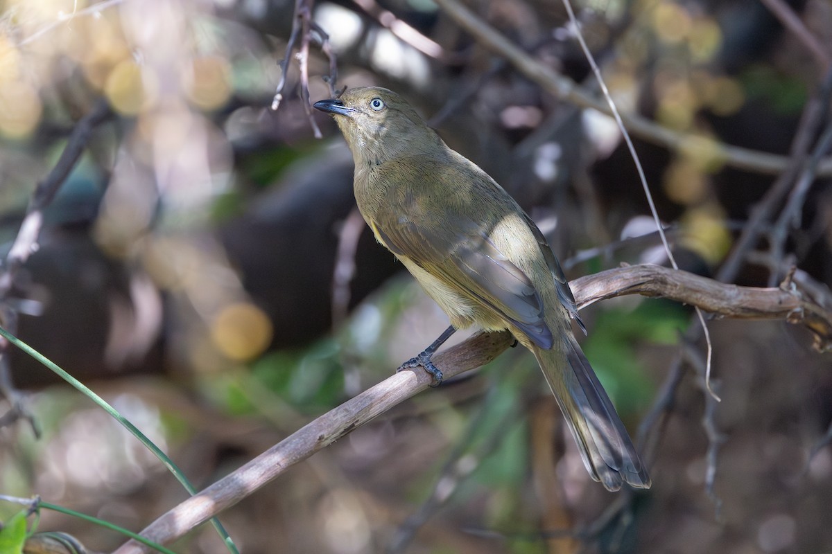 Sombre Greenbul - ML623851792