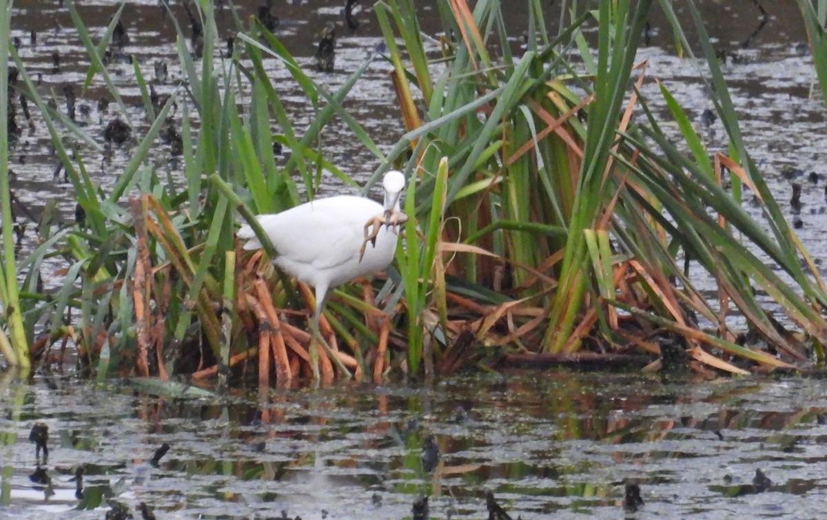 Little Blue Heron - ML623851856