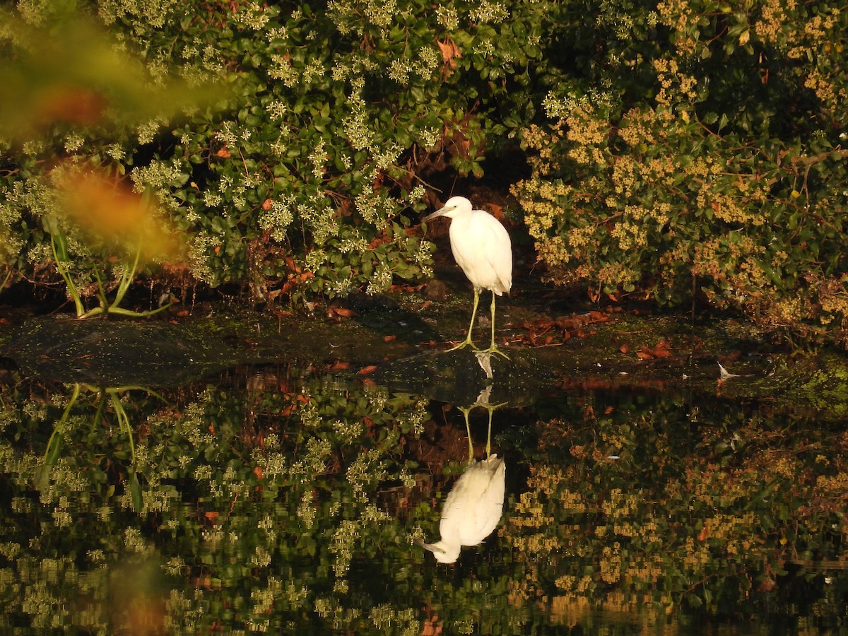 Little Blue Heron - ML623851861