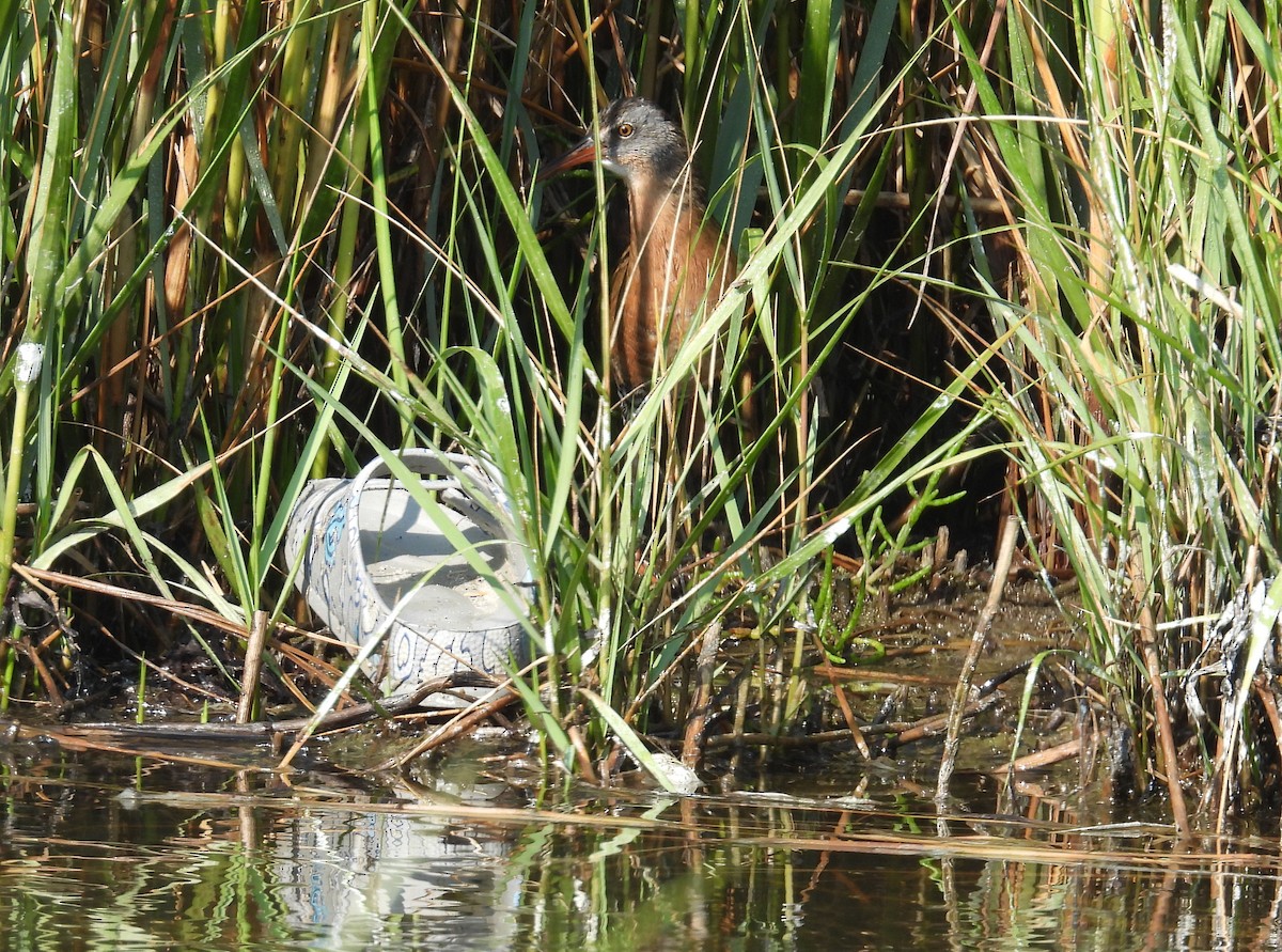 Virginia Rail - ML623851888