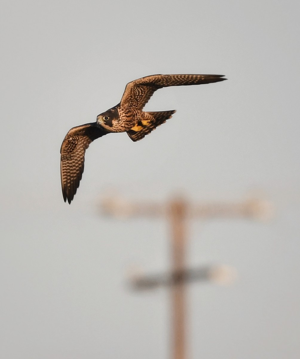 Peregrine Falcon - ML623851890