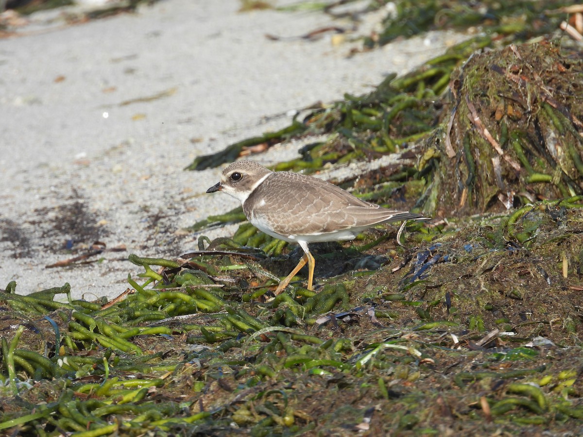 Semipalmated Plover - ML623851891