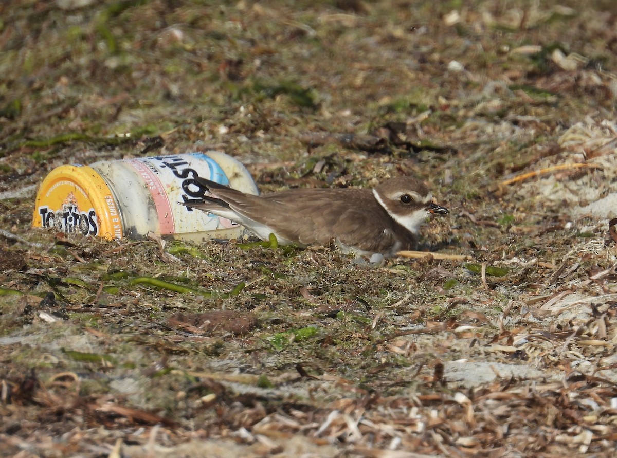 Semipalmated Plover - ML623851892