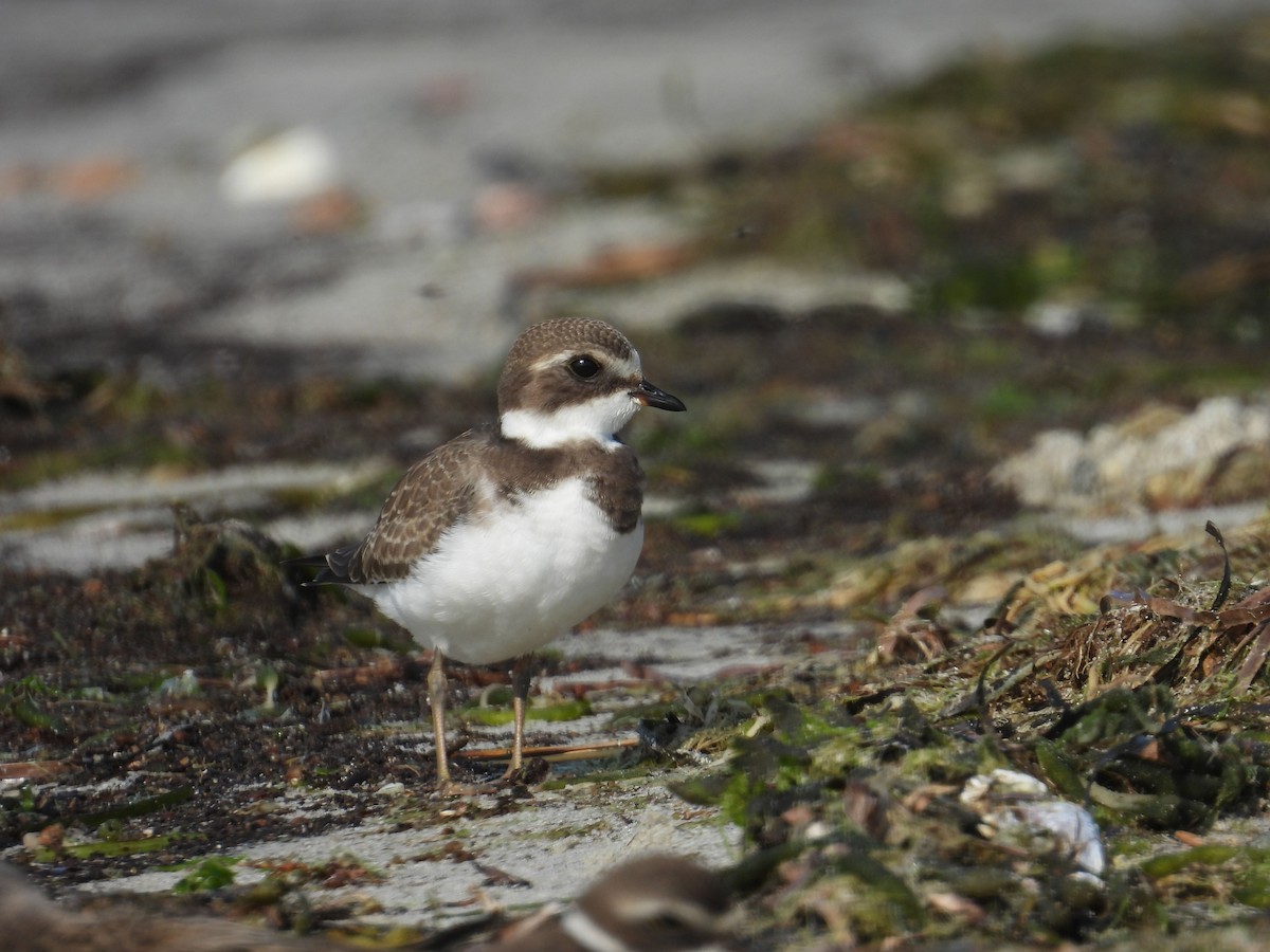 Semipalmated Plover - ML623851893