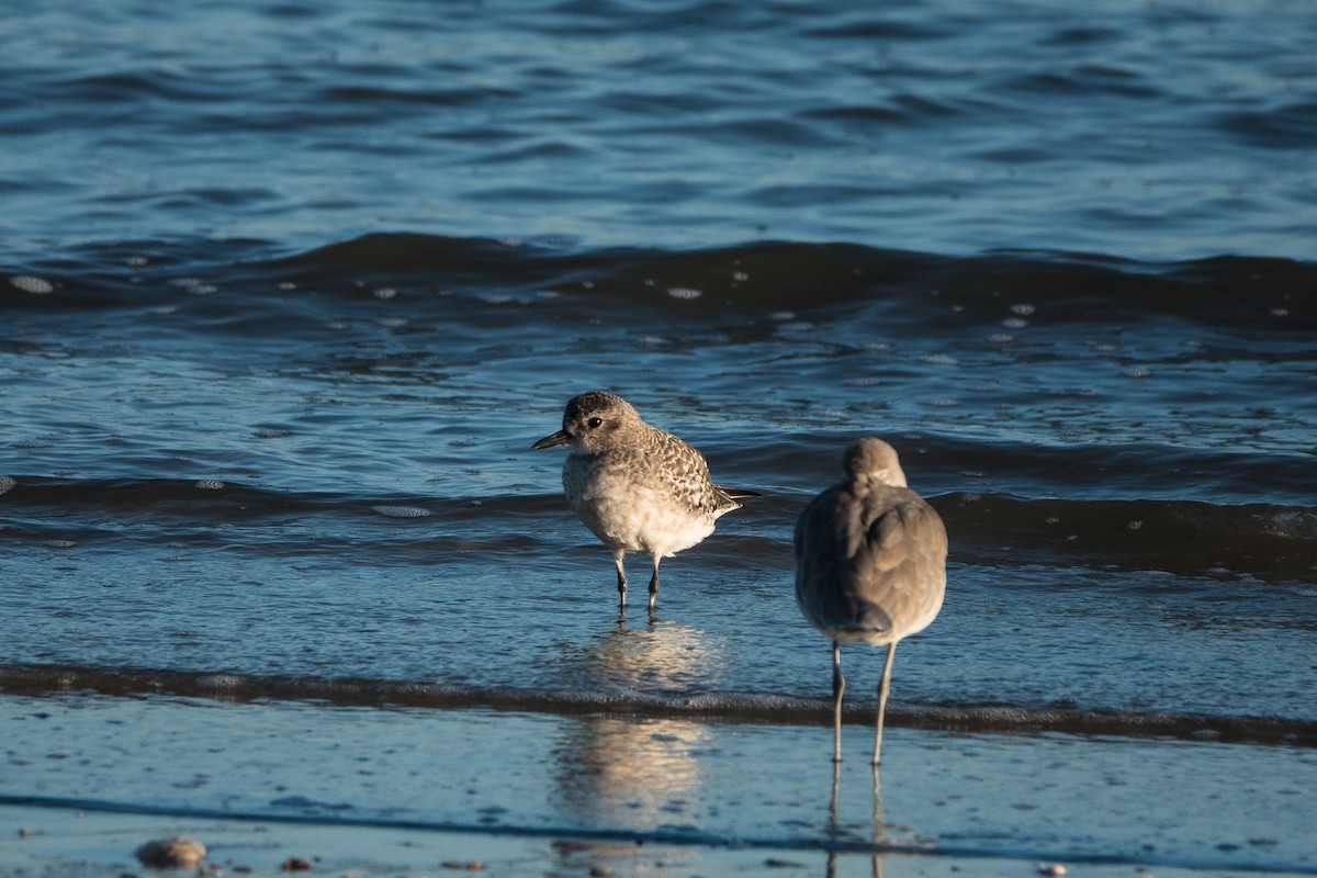 Black-bellied Plover - Mary Lou Dickson