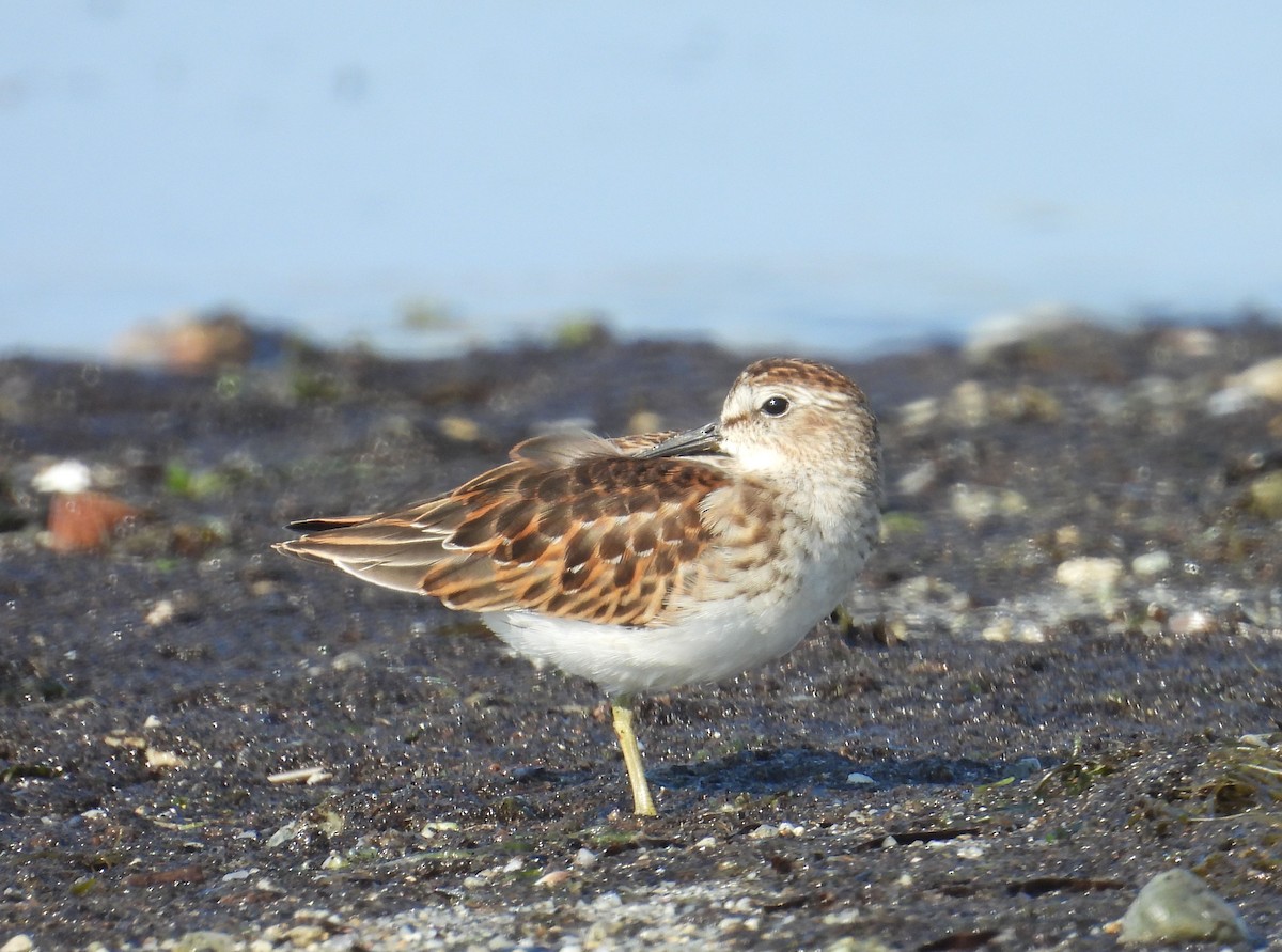 Least Sandpiper - ML623851908