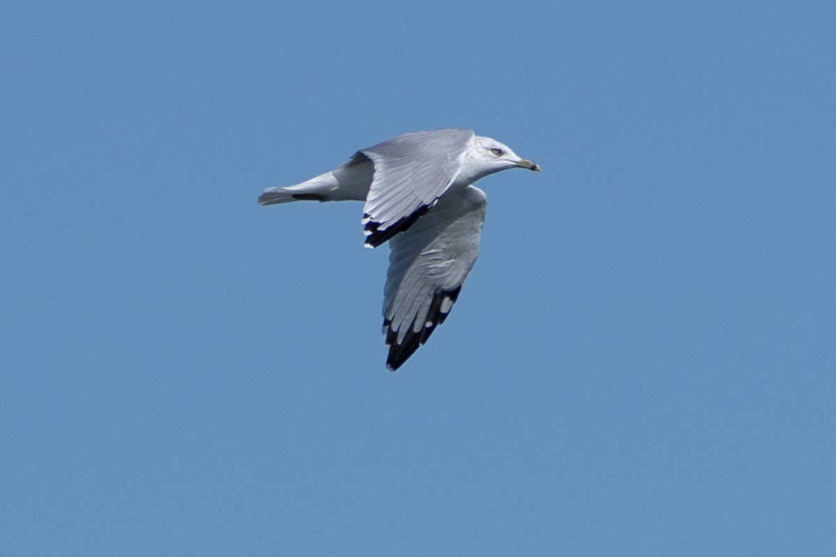 Ring-billed Gull - ML623851911