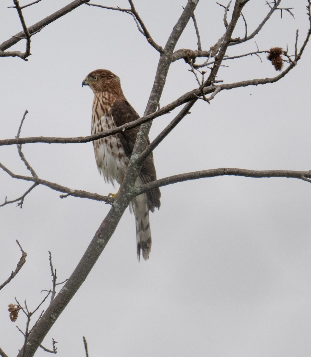 Cooper's Hawk - ML623851925