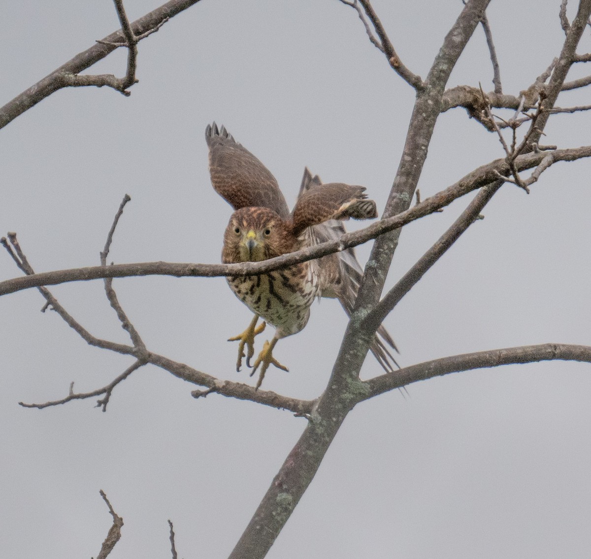 Cooper's Hawk - ML623851926