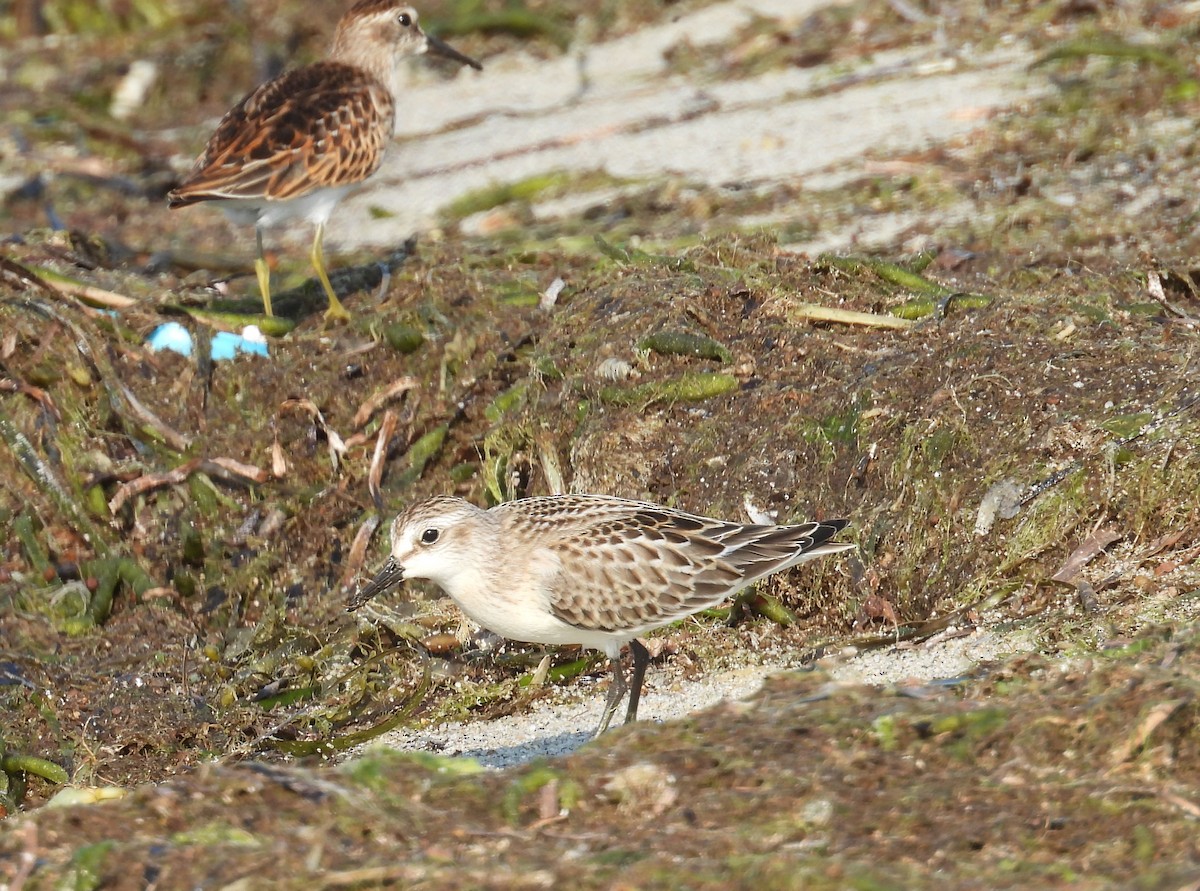 Semipalmated Sandpiper - ML623851928