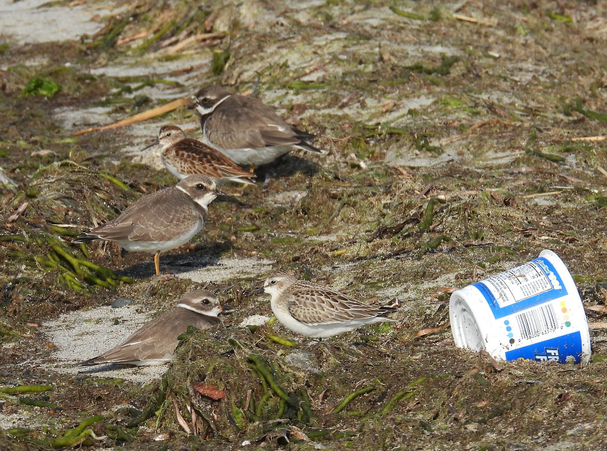 Semipalmated Sandpiper - ML623851932