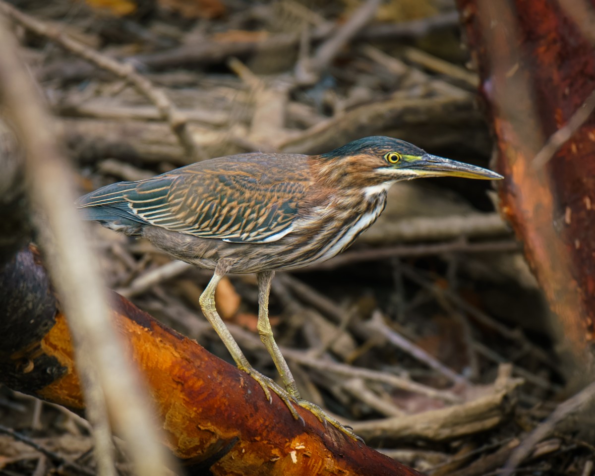 Green Heron - ML623851934