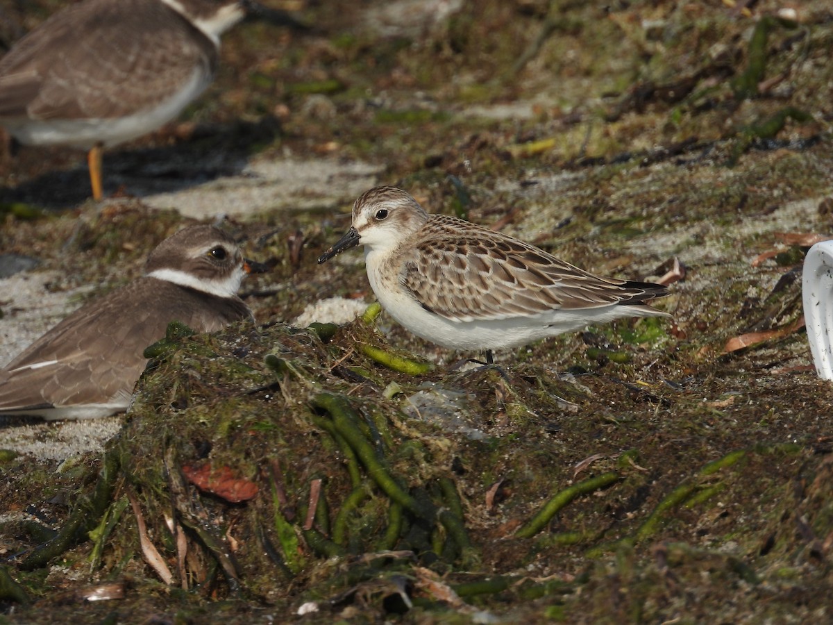 Semipalmated Sandpiper - ML623851935