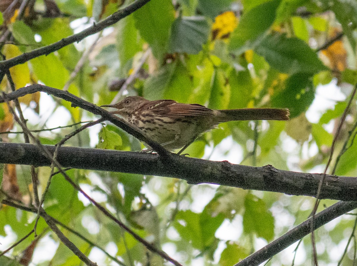 Brown Thrasher - ML623851944