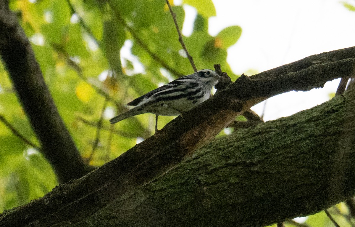 Black-and-white Warbler - ML623851954