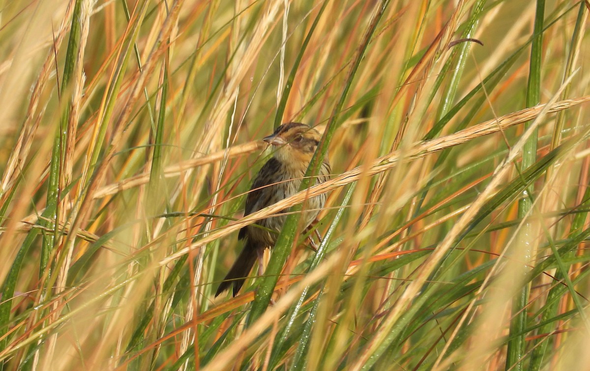 Saltmarsh Sparrow - ML623851970