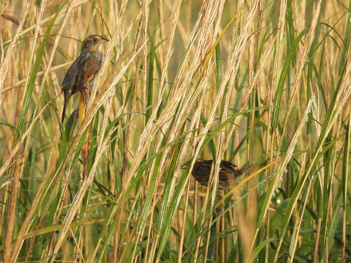 Saltmarsh Sparrow - Carolyn Longworth