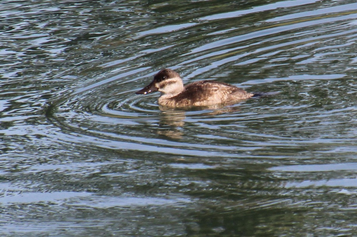 Ruddy Duck - ML623852007