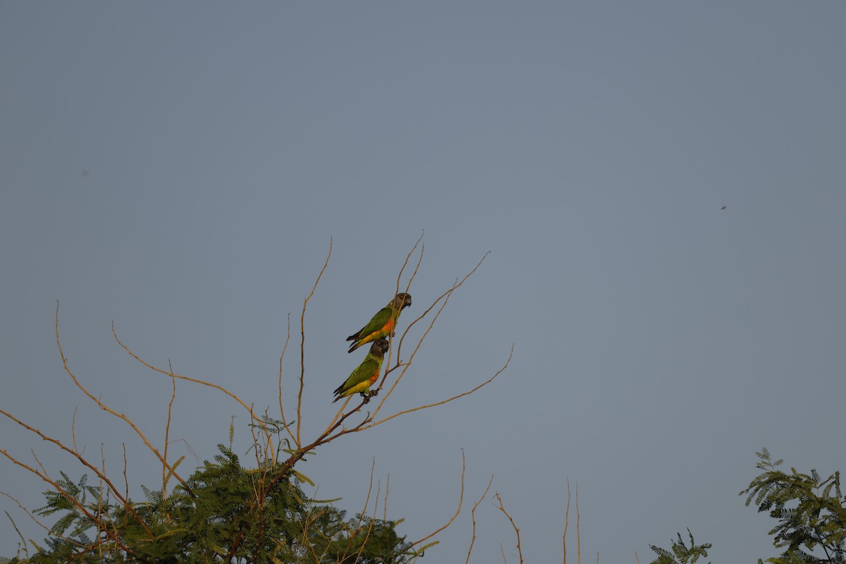 Senegal Parrot - ML623852008
